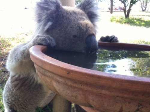 DECIZIE de ultimă oră! Urșii Koala mor de SETE! DETALII INCREDIBILE