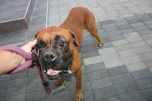 El este Lucas, un boxer SLAB ȘI TRIST. Nici un cuvânt nu poate descrie asta! Cum au putu să-l abandoneze?