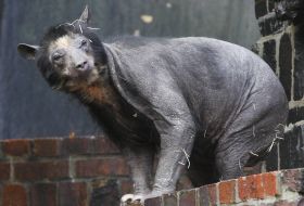 TOPSHOTSA Spectacled bear named Dolores walks around her enclosure at the zoo in the eastern German city of Leipzig on November 4, 2009. The animal is suffering from hair loss. AFP PHOTO DDP /  SEBASTIAN WILLNOW  GERMANY OUT