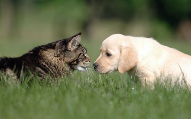 sursă foto:animalzoo.ro; un pui de labrador și o pisică fac cunoștință 
