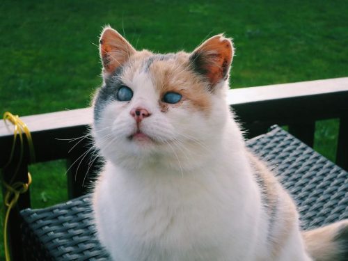 Faceți cunoștință cu Stevie, o pisică oarbă care iubește călătoriile