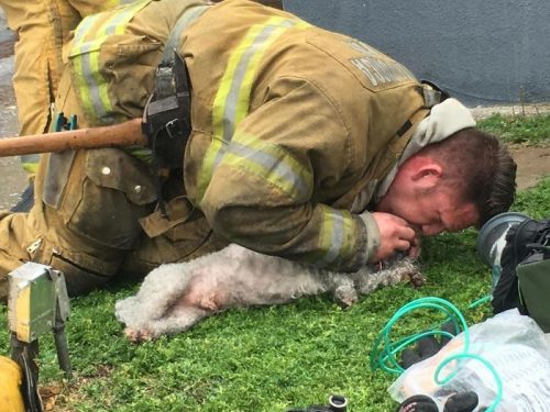 Gestul EMOȚIONANT al unui POMPIER: a salvat un cățel dintr-un incendiu! GALERIE FOTO