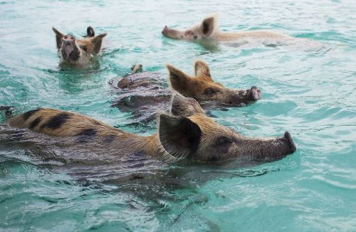 ȘAPTE PORCI din Bahamas, găsiți morți din cauza ALCOOLULUI. Cine sunt vinovați pentru acest incident? FOTO-VIDEO