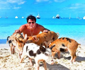 șapte Porci Din Bahamas Găsiți Morți Din Cauza Alcoolului Cine