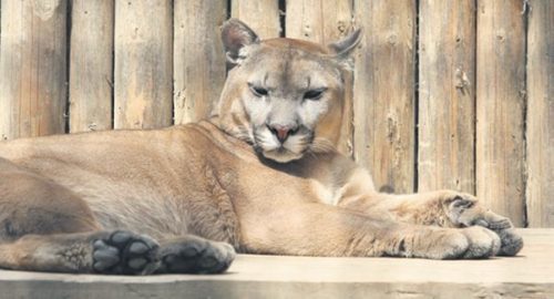 A murit atracția grădinii zoologice Băneasa