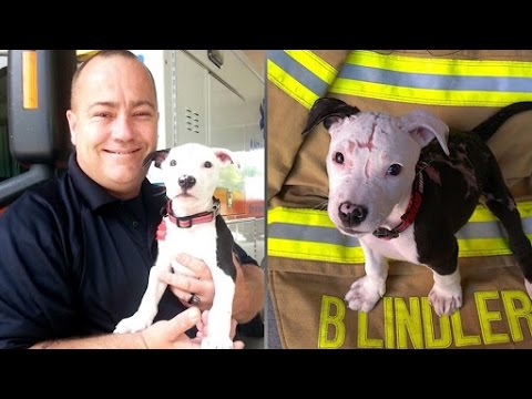 POVESTE EMOȚIONANTĂ! A salvat câinele dintr-un incendiu, iar cățelul a ajuns POMPIER! I VIDEO