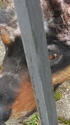 ”ACIDENTUL LUI, NOROCUL LUI”! Animal Zoo vă prezintă POVESTEA CUTREMURĂTOARE a unui câine găsit într-un cimitir