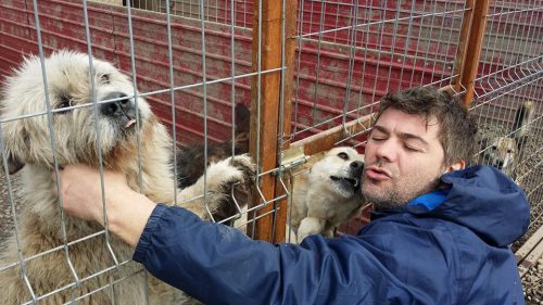 Reacția iubitorilor de animale la articolul: Ce se ascunde în spatele ASOCIAȚIEI PENTRU PROTECTIA ANIMALELOR Kola Kariola? Marius face precizări – VIDEO