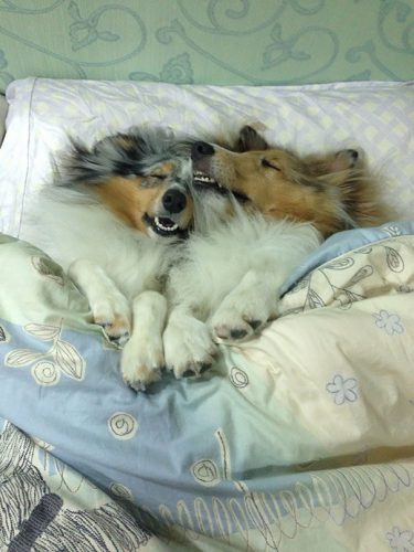 Când animalul tău de companie se întinde în tot patul, tu unde mai dormi? GALERIE FOTO