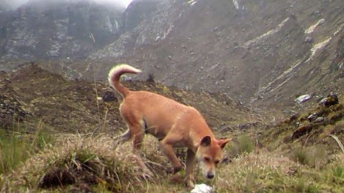 A fost zărită o specie de câine dispărută de o jumătate de secol