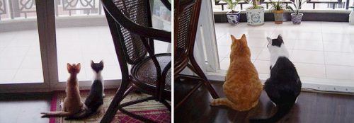 Fotografii incredibile cu pisici care au crescut, înainte și după! Imaginile mai jos reprezintă drăgălășenia absolută!