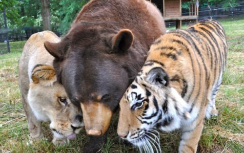 PRIETENIE ce nu ține cont de specie! Un leu, un tigru și un urs sunt de nedespartit! I video