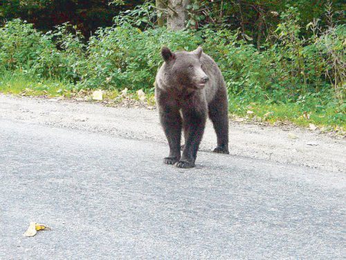 De ce nu reușesc autoritățile să oprească ursul ce se plimbă pri centrul Brașovului