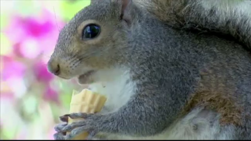 Veverița Putter, mascota unui magazin de înghețată din America. Uite ce face în fiecare dimineață
