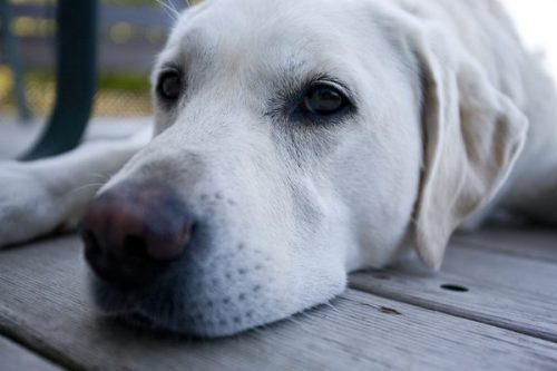 Uite care sunt semnele că animalul tău de companie ESTE DEPRIMAT