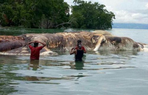 Oare chiar există o astfel de creatură? MONSTRU MARIN descoperit și fotografiat în Indonezia I GALERIE FOTO ȘOC