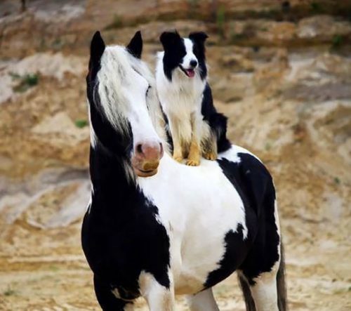 IMAGINI ce au înduioșat lumea! Dacă ești cu adevărat un iubitor de animale aceste fotografii îți vor tăia RESPIRAȚIA!