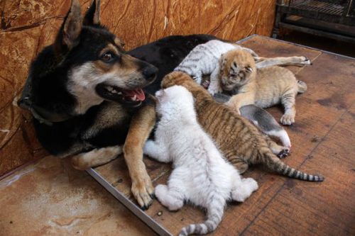 A dog feeds tiger cubs born by the 5-year-old Bengal tiger at the XiXiakou Nature Reserve in Rongcheng city, east China's Shandong province, 14 June 2017.The 5-year-old Bengal tiger gave birth to quadruplets at the XiXiakou Nature Reserve in Rongcheng city, east China's Shandong province, 14 June 2017. Two of the triplets are golden tigers and one snow tiger and one white tiger. A golden tiger is a tiger with a color variation caused by a recessive gene. The coloration is a result of captive breeding, inbreeding and can simply not occur in the wild.