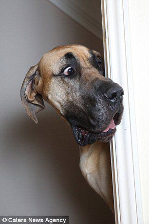 Se numără printre CEI MAI MARI câini din lume. Ce face când aude cel mai MIC ZGOMOT | GALERIE FOTO