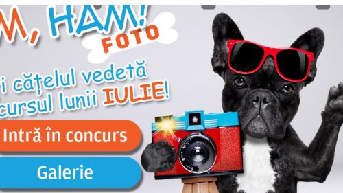 Ham, Ham Foto! Fă-ți cățelul vedetă în concursul lunii IULIE! Intră în concurs