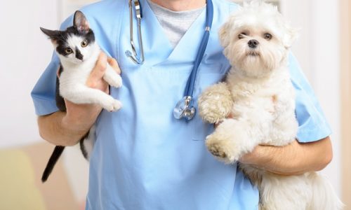 Nedumeriri privind PLATA CONSULTAȚIILOR MEDICILOR VETERINARI: ”Care sunt sursele din care un medic poate să producă bani?…”