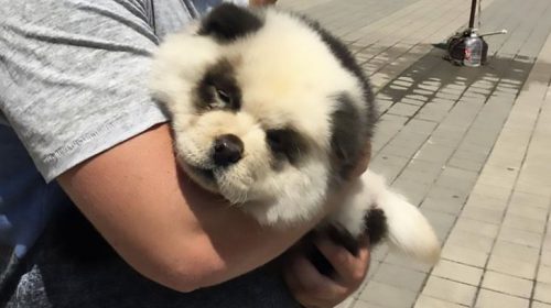 ESCROCHERIE de MILIOANE! Cea mai nouă ȚEATĂ cu un URS PANDA