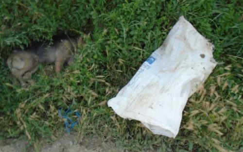 Cruzime FĂRĂ LIMITE pentru animale: O cățelușă a fost găsită legată și băgată într-un sac