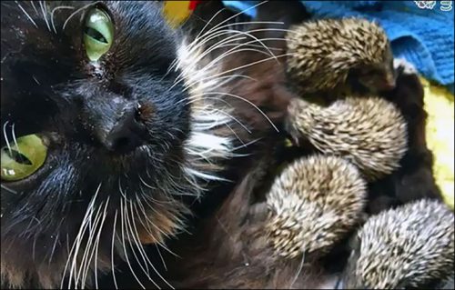 Motivul INCREDIBIL pentru care opt pui de arici au fost adoptați de o pisică I VIDEO