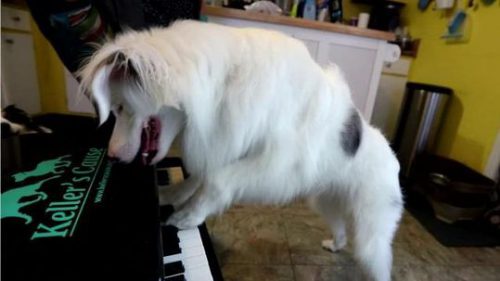 Braille, câinele ”PIANIST”a devenit VIRAL pe INTERNET! VIDEO