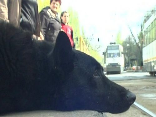 Hachiko din tramvaiul 41! Povestea lui îți va sfâșia inima!