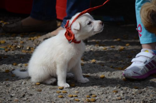 ATENȚIE cui dați animale în ADOPȚIE! VIDEO