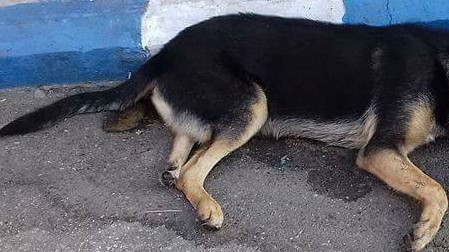 Cadavrele câinilor otrăviți au umplut străzile din Gorj! Cetățenii din Rovinari sunt șocati și traumatizați de astfel de imagini I Atenţie, imagini cu puternic impact emoţional!