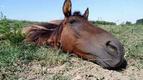 Noutăți din viața Cocuței, IAPA RĂNITĂ și FLĂMÂNDĂ, abandonată pe plajă!