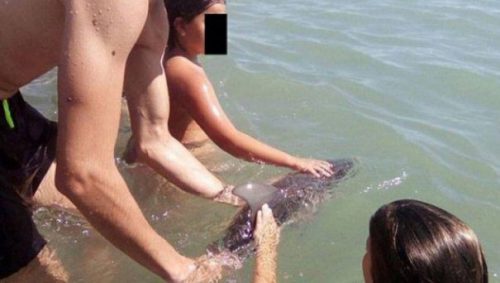 Revoltător! Ce i-au făcut unui pui de delfin! Iubitorii de animale sunt REVOLTAȚI