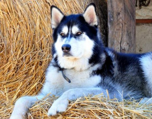 Motiv ÎNGRIJORĂTOR pentru care un actor din serialul Game of Thrones roagă fanii să nu mai cumpere câini husky