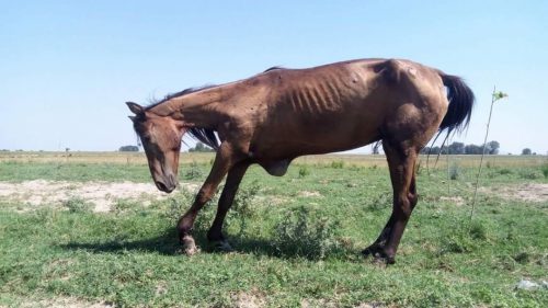 Iapă RĂNITĂ și FLĂMÂNDĂ, abandonată pe plajă