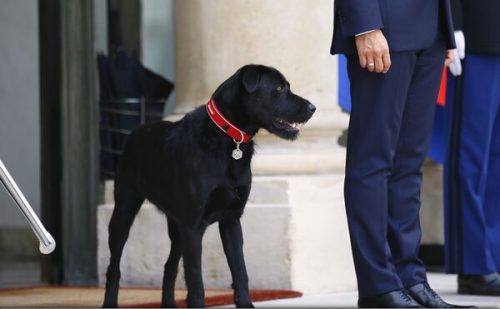 Cuplul Macron a adoptat un câine. Uite ce nume i-au dat patrupedului, un metis de labrador și grifon