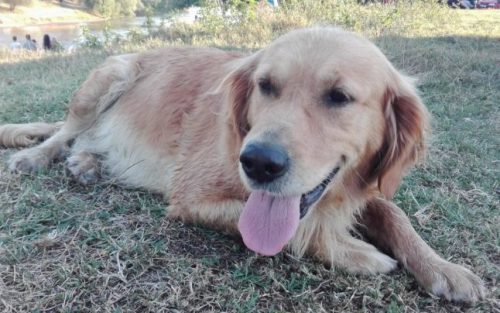 Un poliţist şi un Golden Retriever, eroii din Alba. Împreună au salvat doi tineri din apele Mureşului