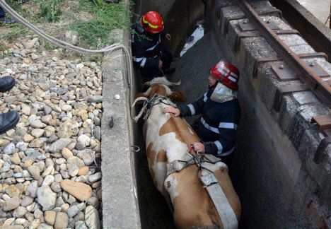 Mobilizare generală pentru SALVAREA unei vaci blocate într-un canal. Internauții au rămas uimiți