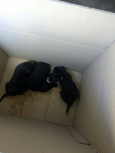Cruzime fără margini. Cinci pui de câine au fost ARUNCAȚI în tomberonul de gunoi I VIDEO
