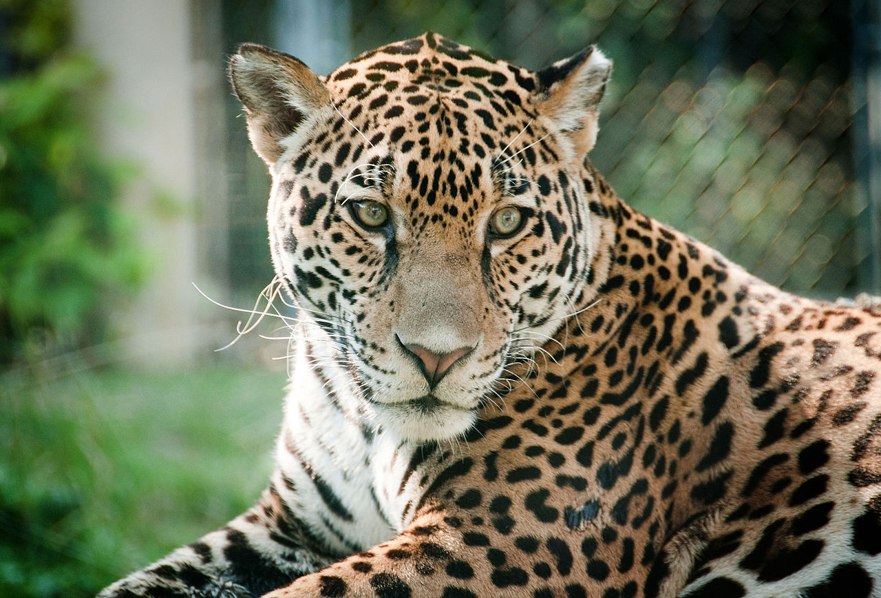 Animale solitare: jaguarul
