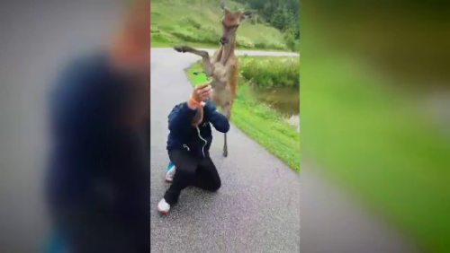 Bambi cel AGRESIV atacă turiștii din Slovenia. Așa TUPEU n-ai mai VĂZUT