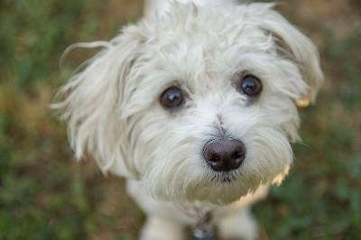 Haideți să-i găsim un stăpân lui Toby. Adoptă-l! O să fie un BALSAM pentru sufletul tău