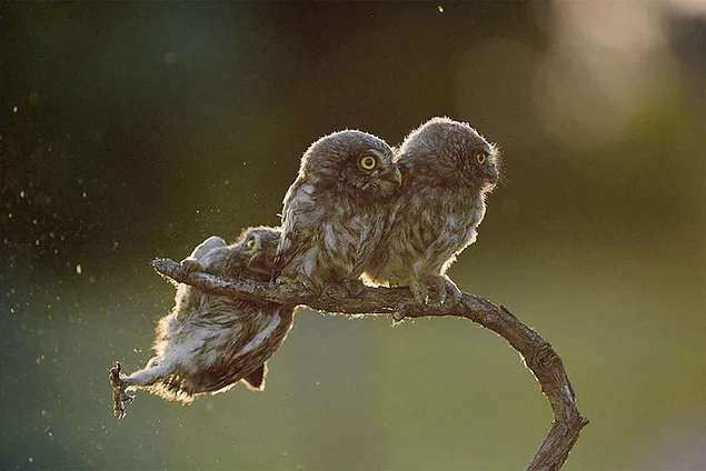 Vei Rade Cu Lacrimi Imagini Amuzante In Care Animalele Sălbatice