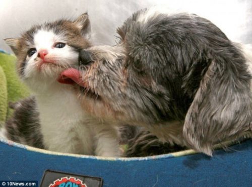 O cățelușă și-a riscat VIAȚA pentru a proteja un pui pisică abandonată