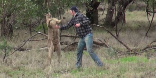 CONFRUNTAREA dintre OM ȘI ANIMAL a fost DECISĂ DE UN CROȘEU spectaculos – Video cu momentul de box