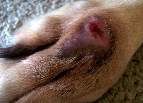 Giardia caini tratament. Giardia la câini: simptome și tratament