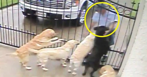 Camera de supraveghere a surprins ceea ce făcea poștașul câinilor săi! Clipul se răspândește iute ca focul pe INTERNET I VIDEO