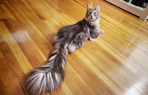 O pisică cu coada lungă
