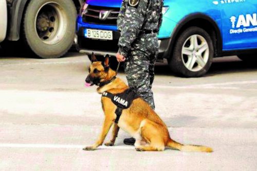 Speedy, pe URMELE CONTRABANDIŞTILOR. Uite ce a DESCOPERIT câinele